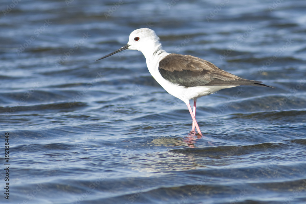 Black Winged Stilt (Himantopius himantopus) Black Winged Stilt (Himantopius himantopus)