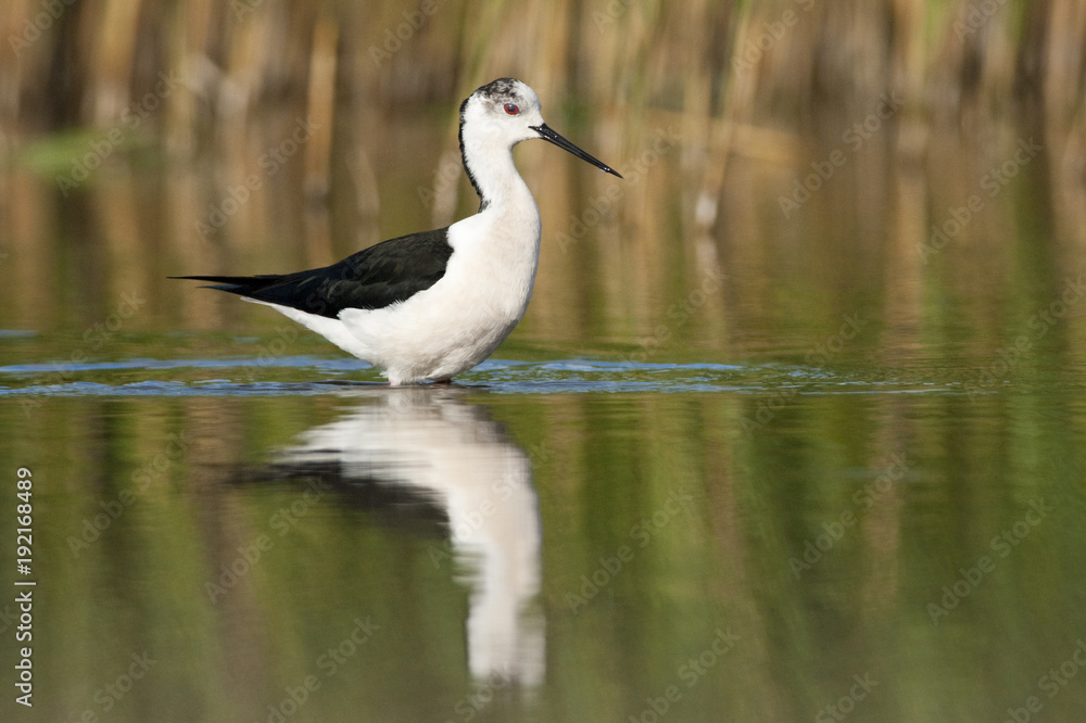Fototapeta premium Black Winged Stilt (Himantopius himantopus)