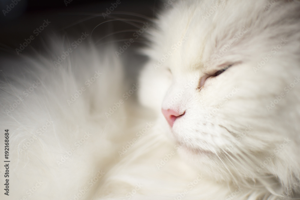 muzzle of a white and fluffy cat, closeup