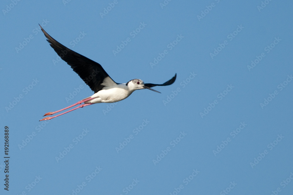 Obraz premium Black Winged Stilt