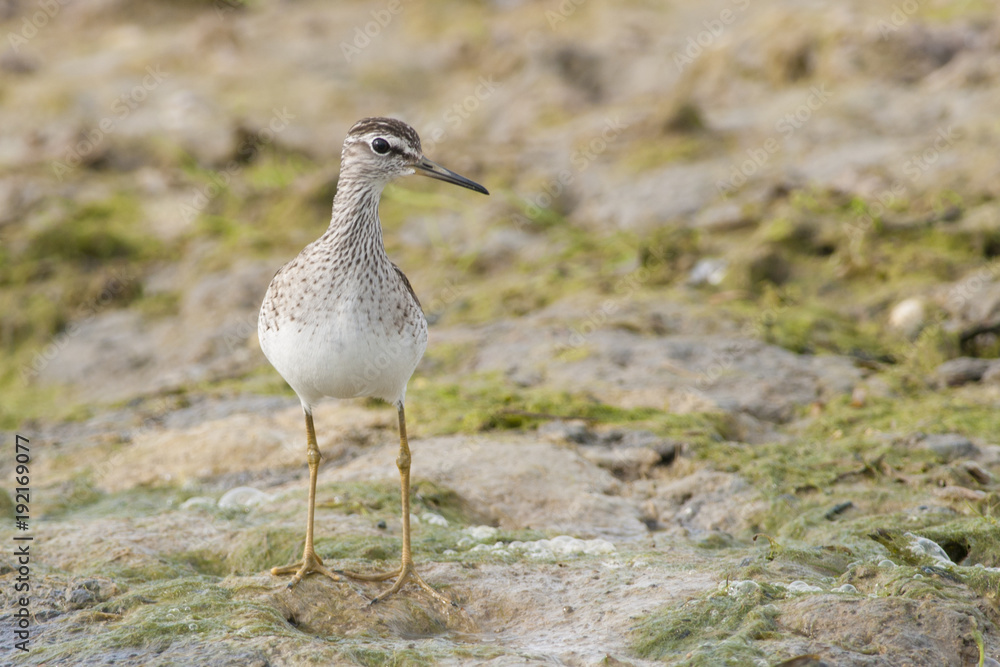 Wood Sandpiper Wood Sandpiper