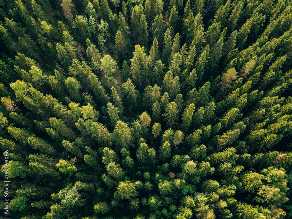 Aerial top view of summer green trees in forest in rural Finland. Aerial top view of summer green trees in forest in rural Finland.