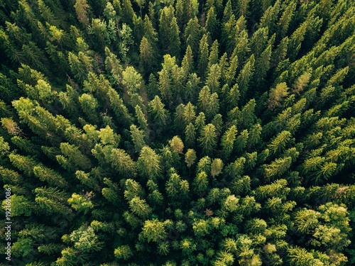 Aerial top view of summer green trees in forest in rural Finland.