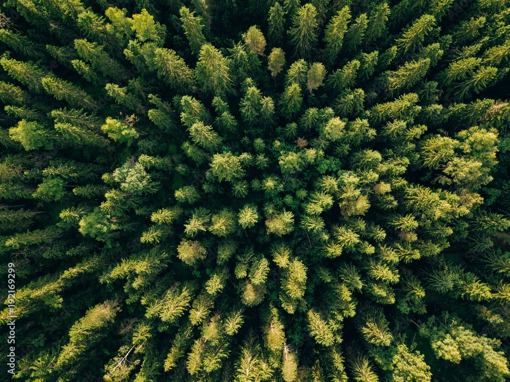 Naklejka premium Widok z lotu ptaka odgórny lato zieleni drzewa w lesie w wiejskim Finlandia.