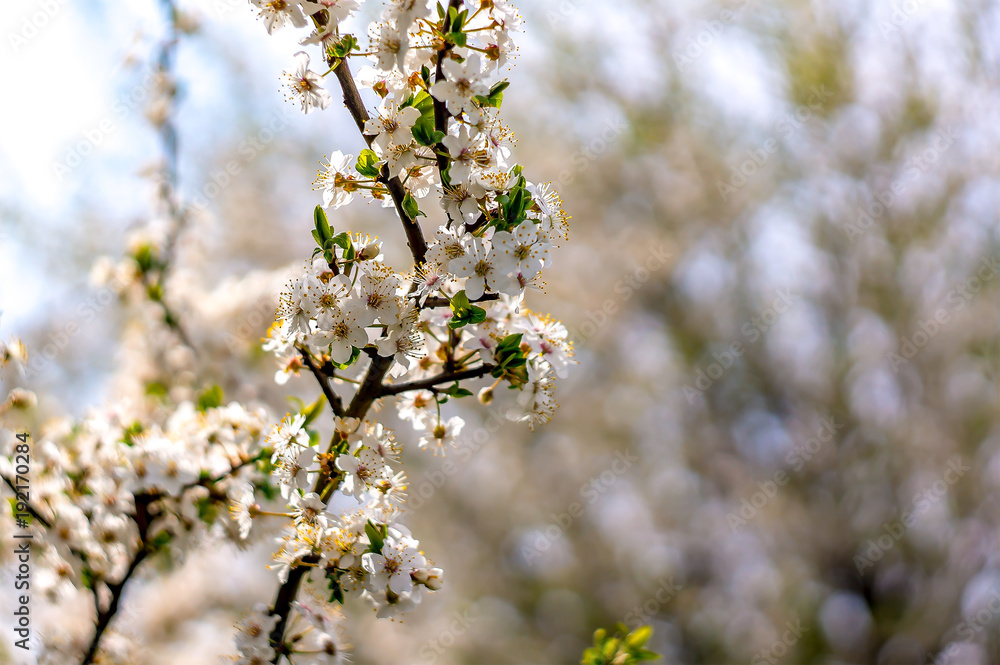 Frueh Jahr Bluete einer Mirabelle im Garten Lenz Frueh Jahr Bluete einer Mirabelle im Garten Lenz