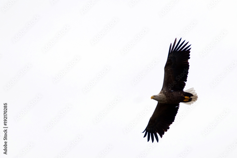 Obraz premium White Tailed Eagle (Haliaeetus albicilla)