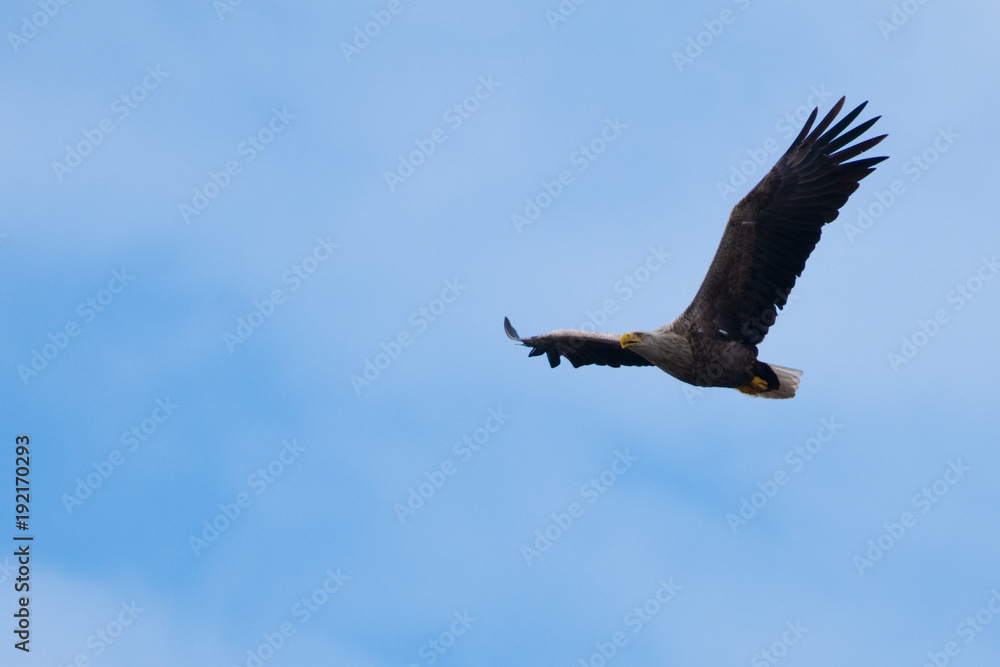 Obraz premium White Tailed Eagle (Haliaeetus albicilla)