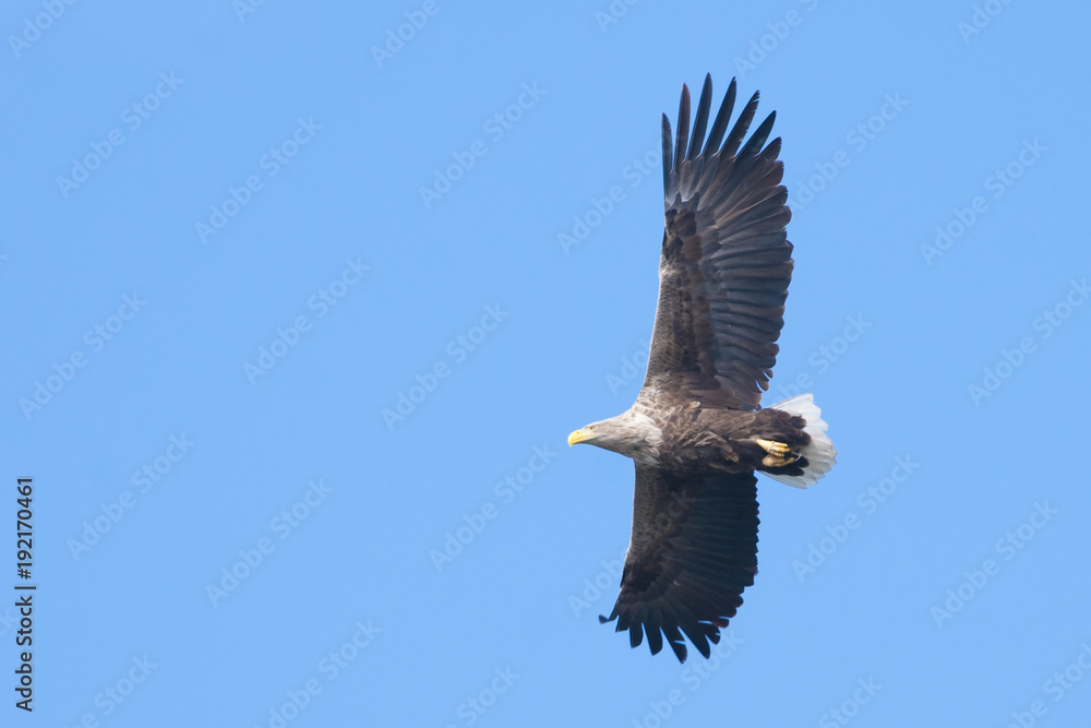Fototapeta premium White Tailed Eagle