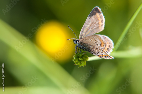 Morning butterfly on green meadow. Smokey Blue butterfly Euchrysops malathana sitting on a blade of grass.