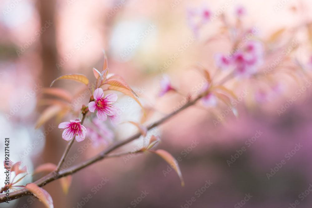 Beautiful Wild Himalayan Cherry blossom, Thai Sakura flower.