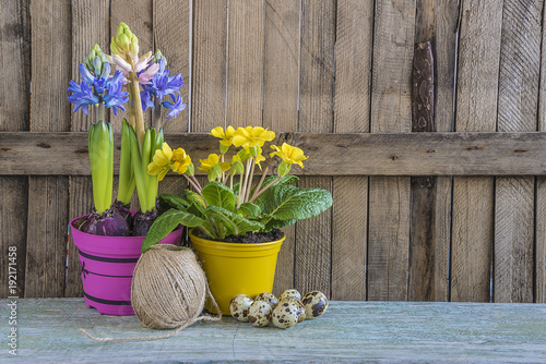 Easter composition/spring flowers in multicolored pots, quail eggs in nest on rustic background with copy space photo