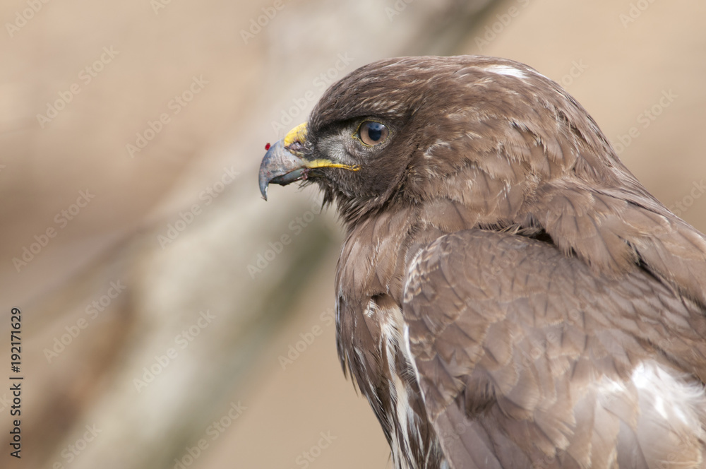 Common Buzzard Common Buzzard