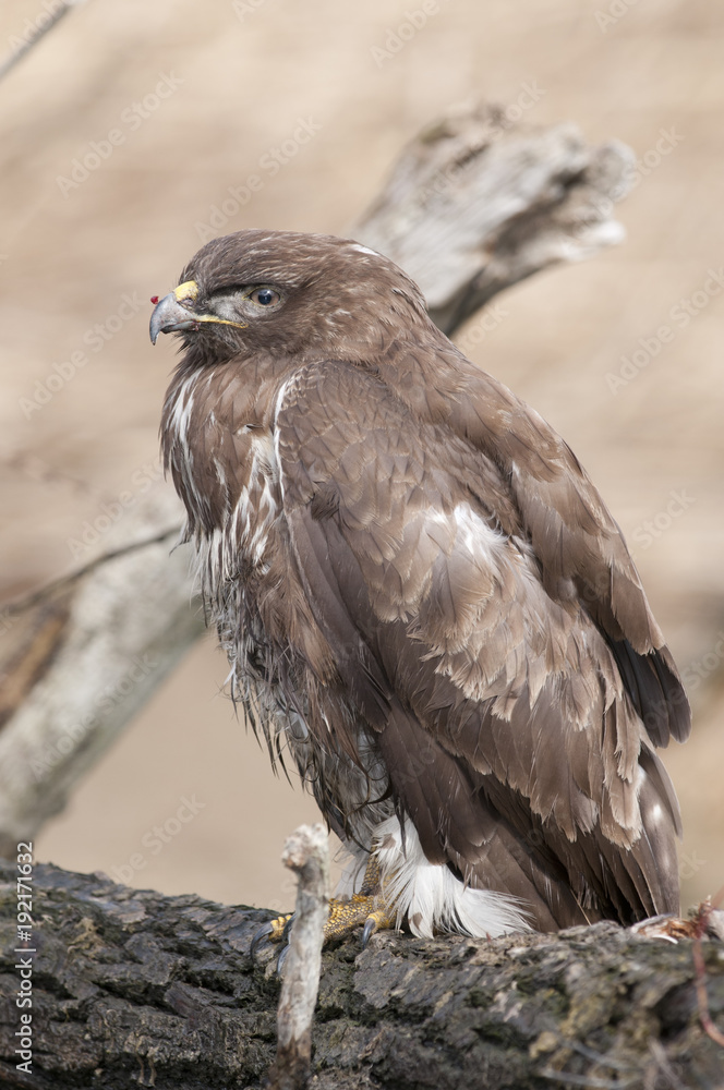 Common Buzzard