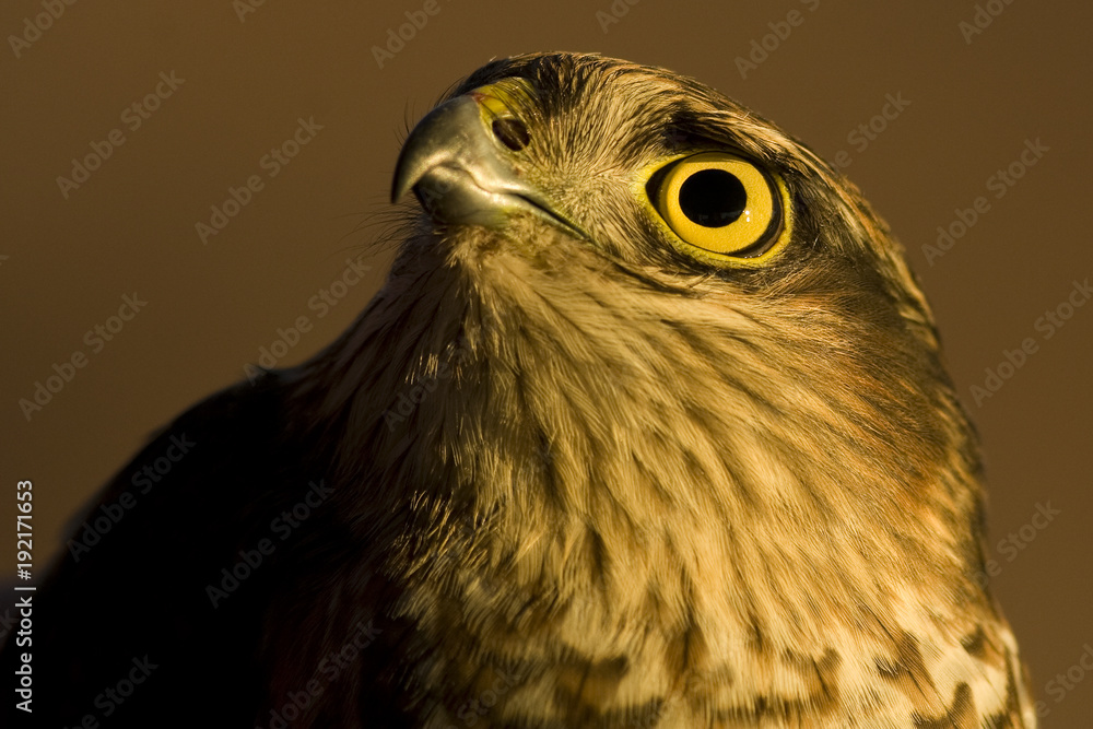Fototapeta premium Sparrowhawk Portrait