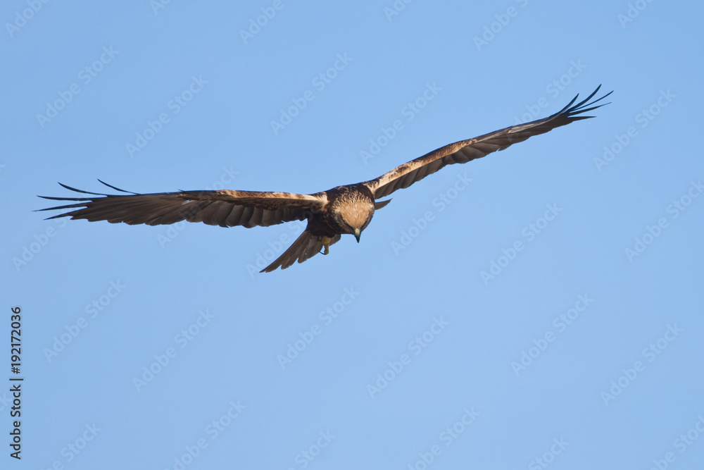 Marsh Harrier