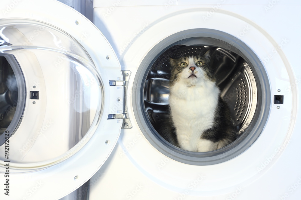 Cat in the washing machine Cat in the washing machine