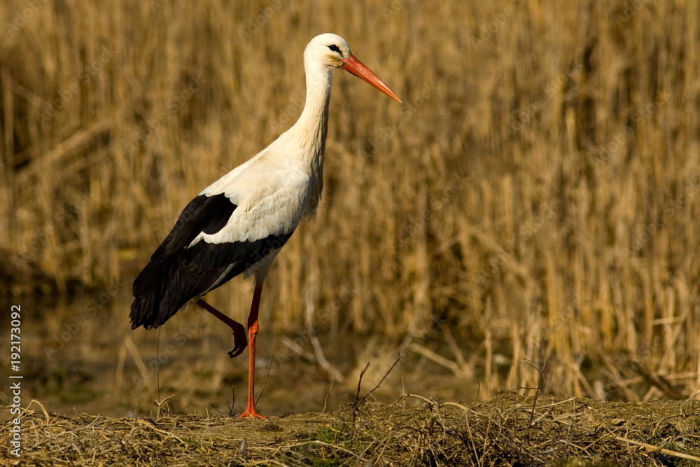 Fototapeta premium White Stork (Ciconia ciconia)
