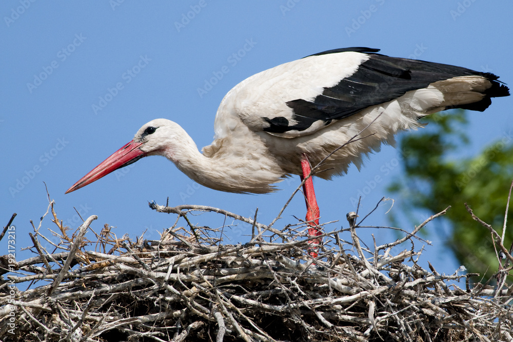 Fototapeta premium White Stork (Ciconia ciconia)