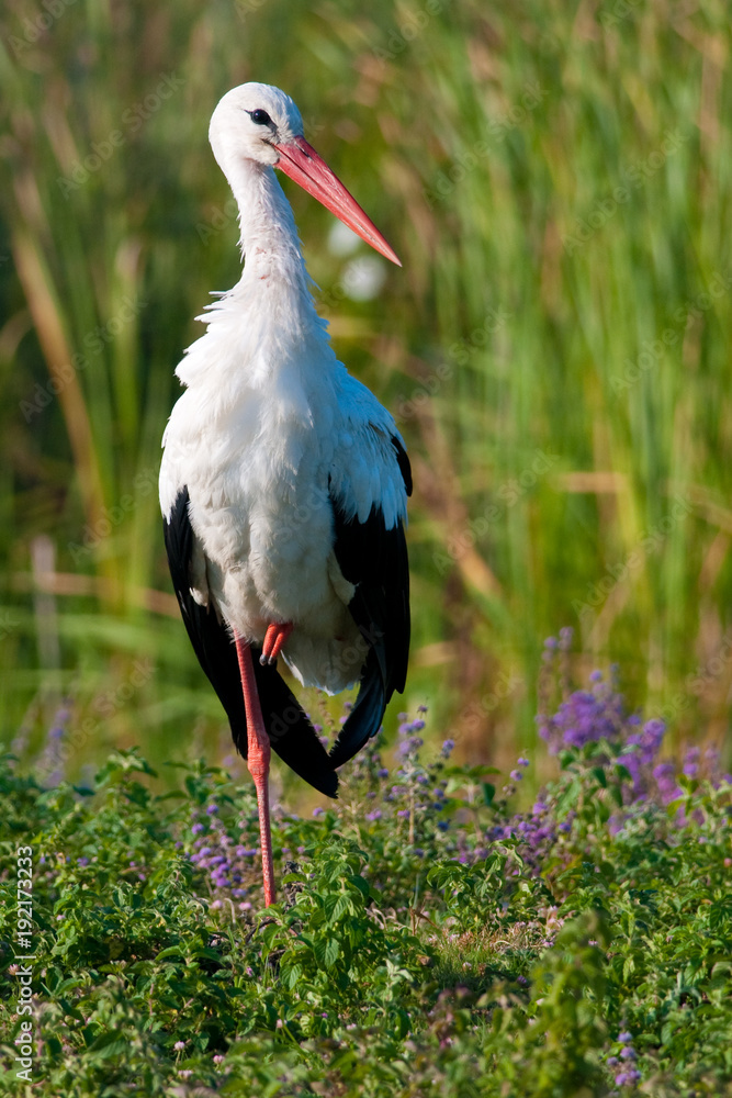 Fototapeta premium White Stork (Ciconia ciconia)