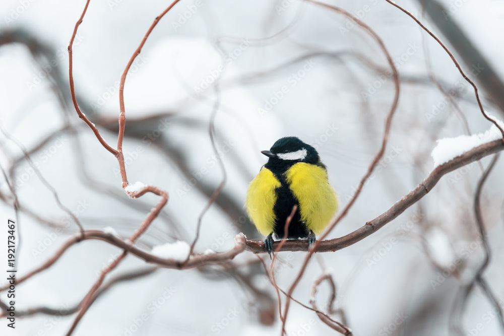 Small parus with yellow belly on twig closeup. Snowy tree in winter time. Birds photography Small parus with yellow belly on twig closeup. Snowy tree in winter time. Birds photography