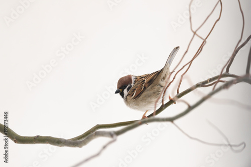Tableau sur toile Small sparrow on twig closeup