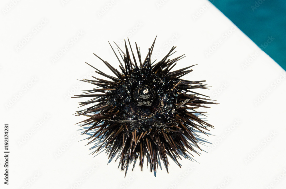 sea urchin Echinus on boat