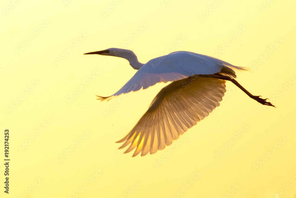 Fototapeta premium Great White Egret