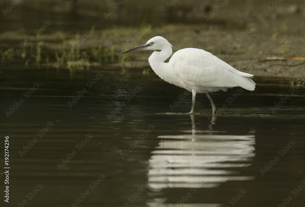 Little Egret (Egretta garzetta)