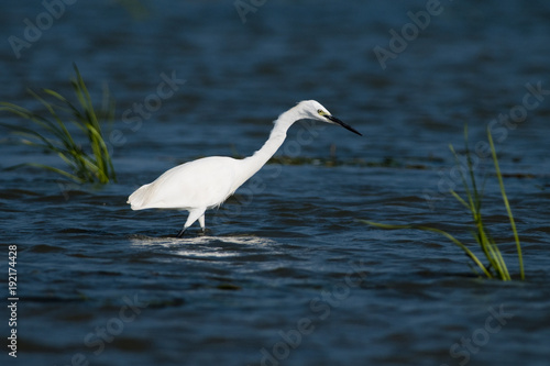 Little egret in water