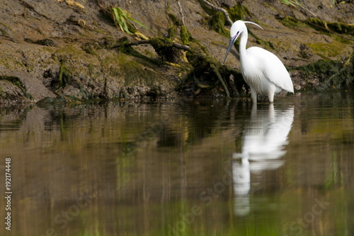 Little Egret