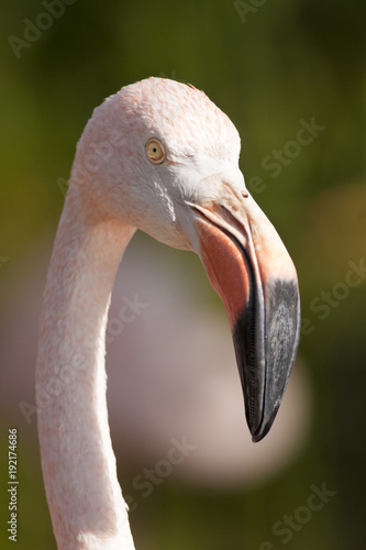 Chile Flamingo Portrait