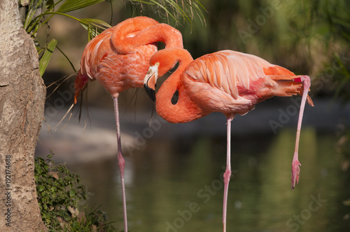 Chile Flamingo Portrait