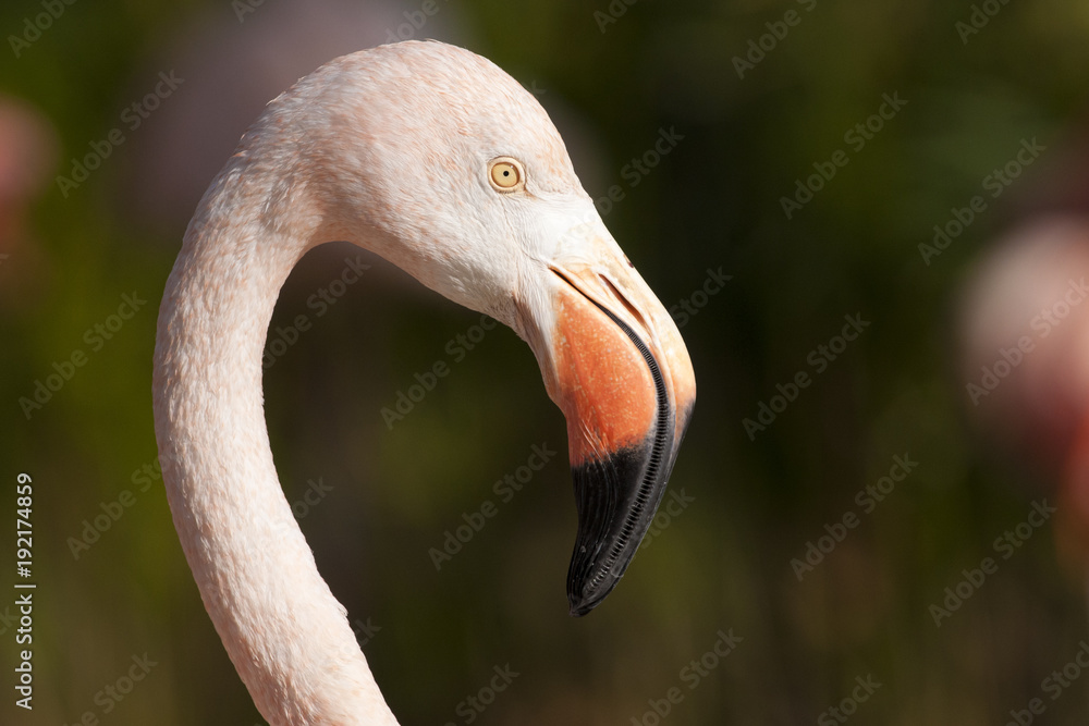Fototapeta premium Chilean Flamingo Portrait