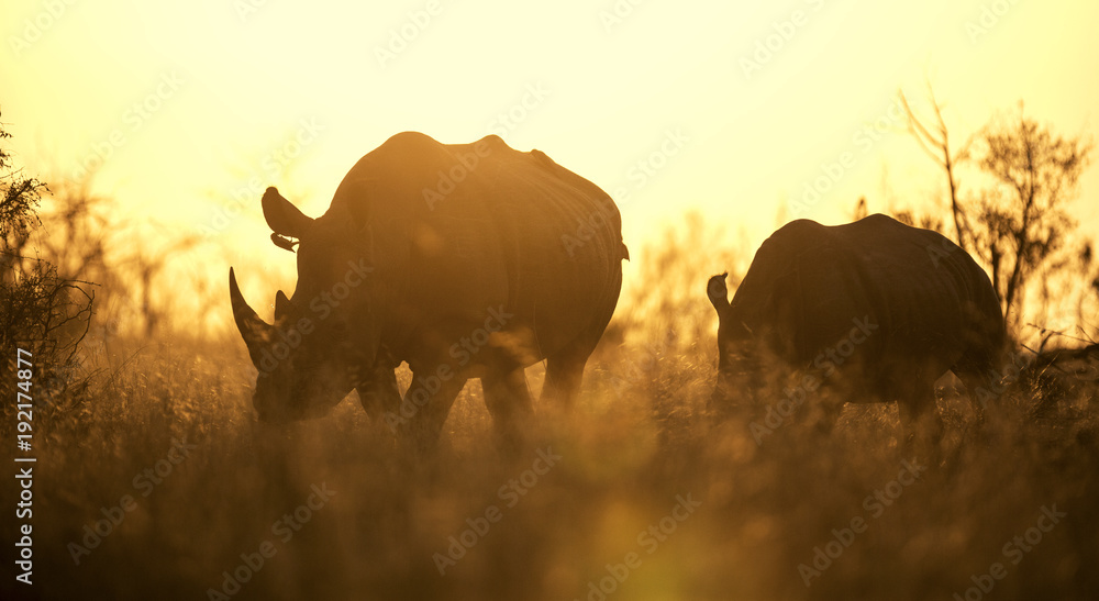 Naklejka premium Afrykański zachód słońca z nosorożcem