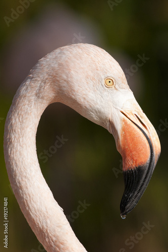 Chilean Flamingo Portrait