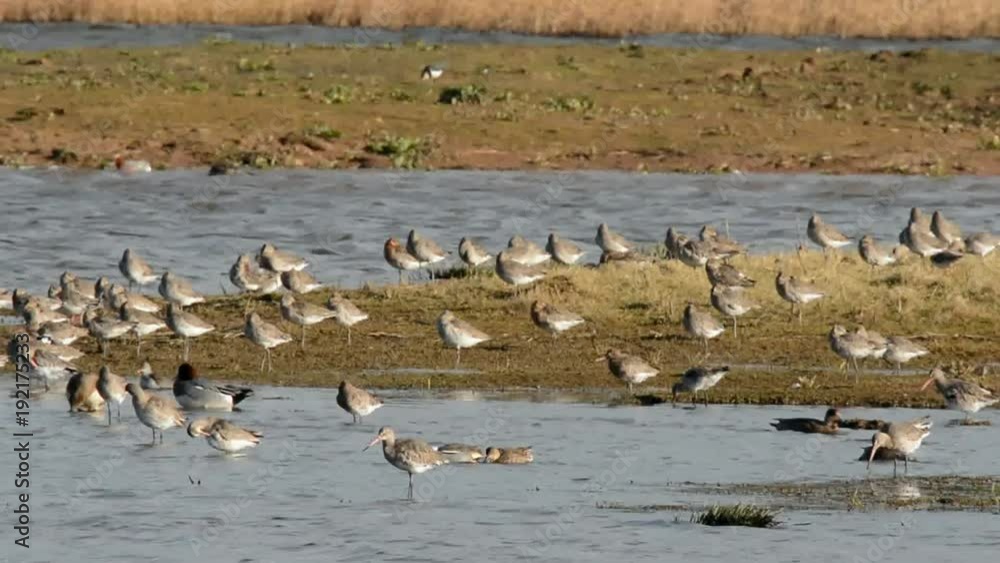 Bar-tailed Godwit, Limosa lapponica Bar-tailed Godwit, Limosa lapponica