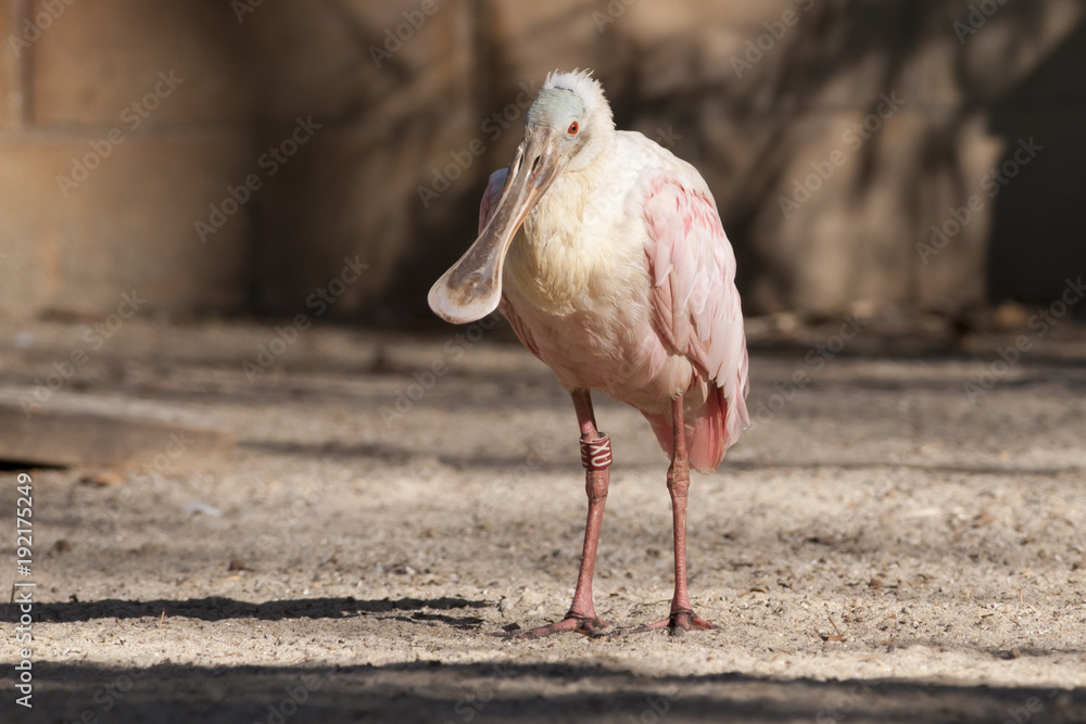 Obraz premium Roseate Spoonbill
