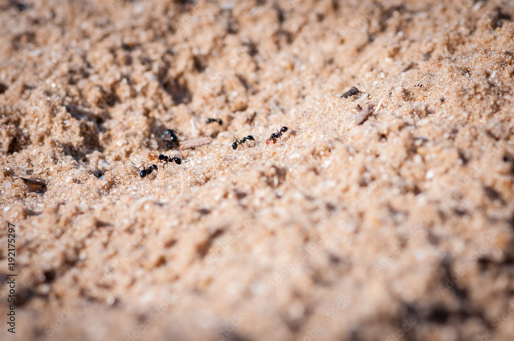 Close up of ants on sandy background Close up of ants on sandy background