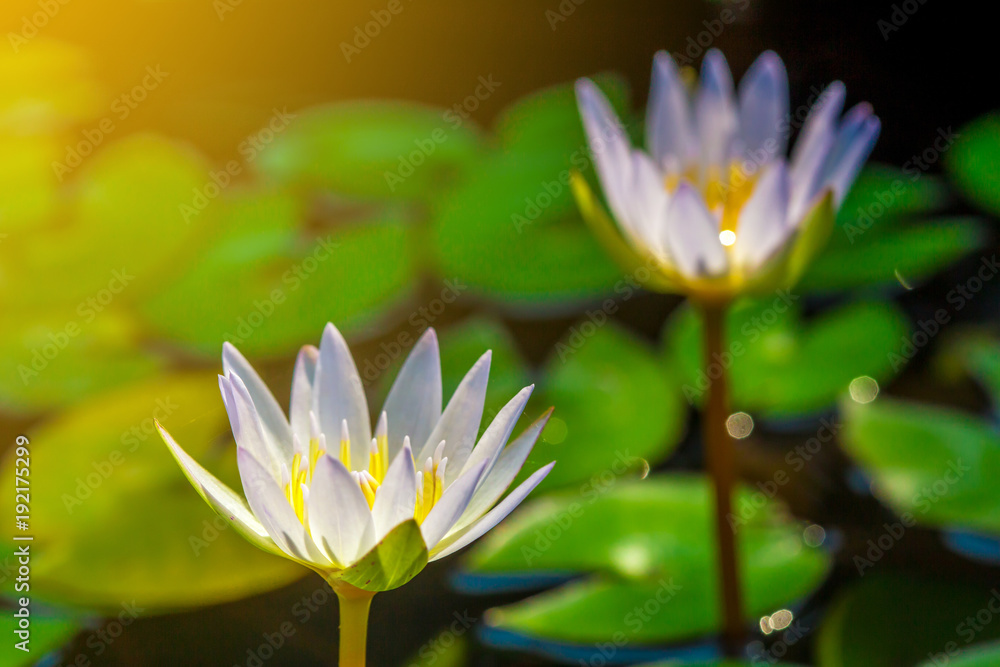Obraz premium The close up of violet or purple lotus with yellow pollen with the round lotus leaves in the pond with light flare. 