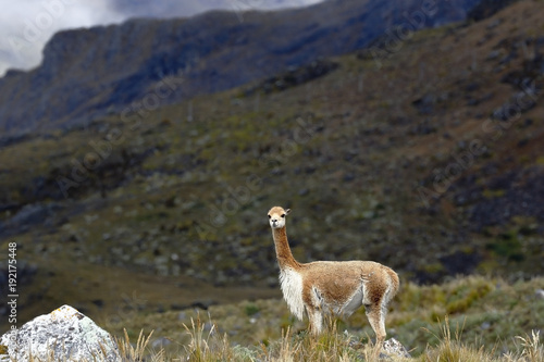 Vicuña (Vicugna vicugna) resting at the foot of Andean mountains. huancayo, Perú