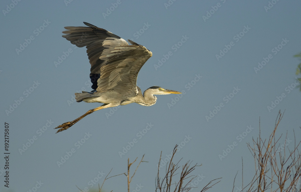 Obraz premium Grey Heron (Ardea cinerea)