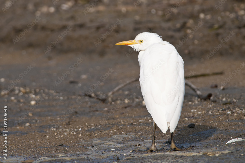 Cattle Egret Cattle Egret