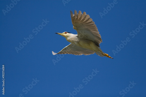 Black Crowned Night Heron (Nycticorax nycticorax)