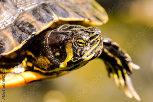 Common turtle Slider Trachemys scripta photo