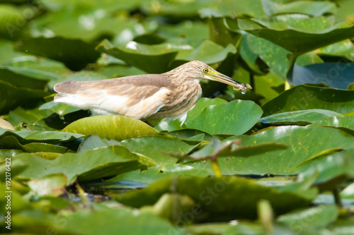 Wallpaper Mural Squacco Heron (Ardeola ralloides) Torontodigital.ca