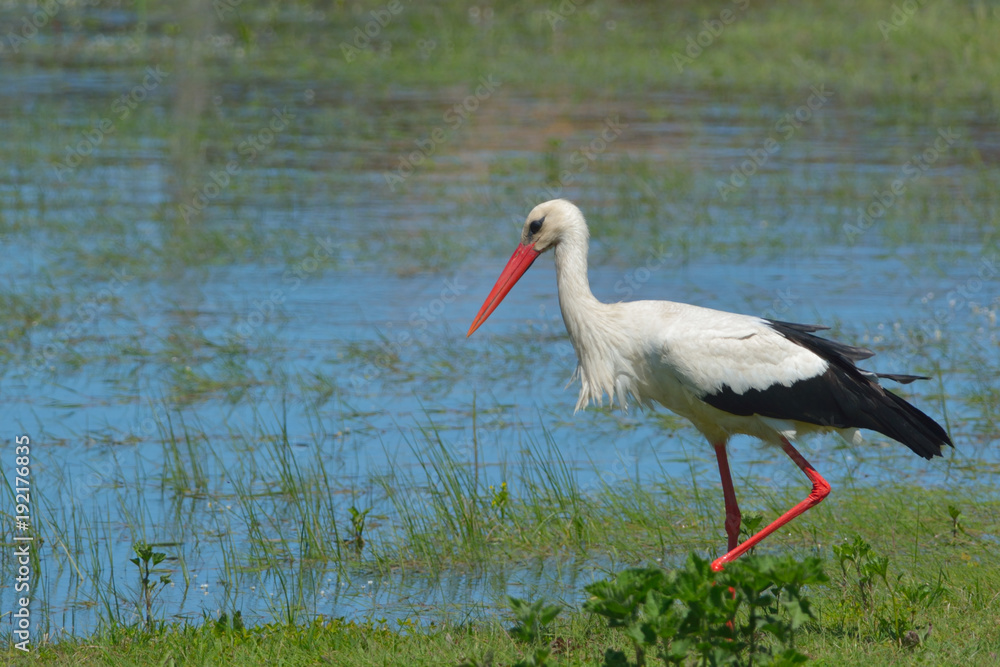 White stork near water White stork near water