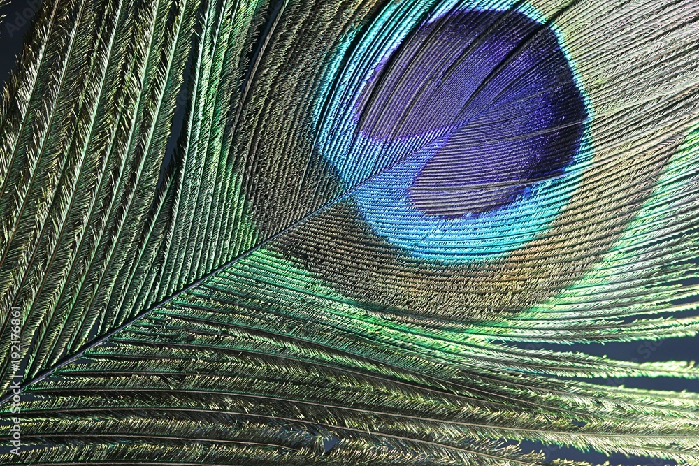 Peacock feather wall mural wallpaper