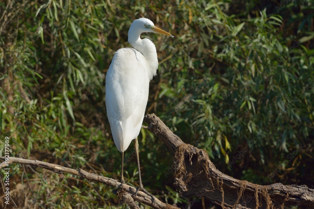Great Egret Great Egret