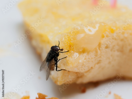 House flies on bread with butter with pink plastic fork sticking on over white plate