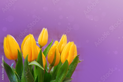 Yellow tulips bouquet isolated purple.